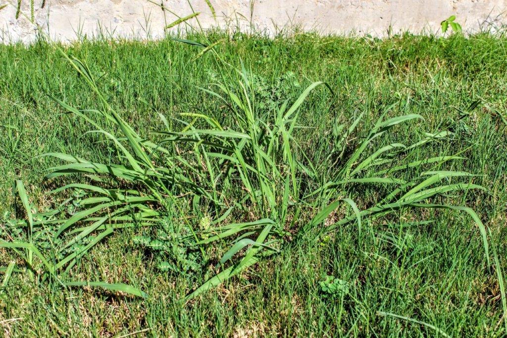 Paul Munns Blog Weeds Category Summer grass weeds